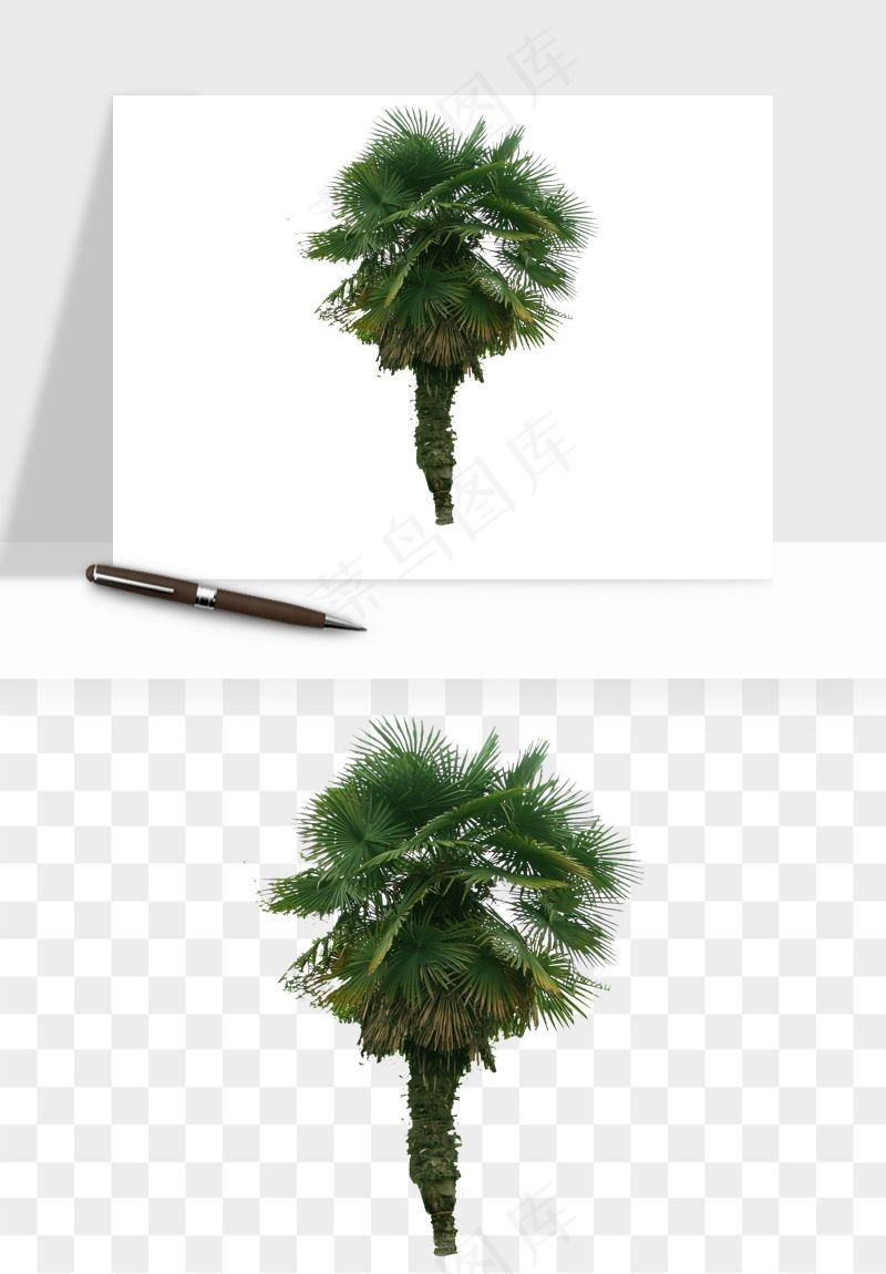棕榈树椰树png免抠