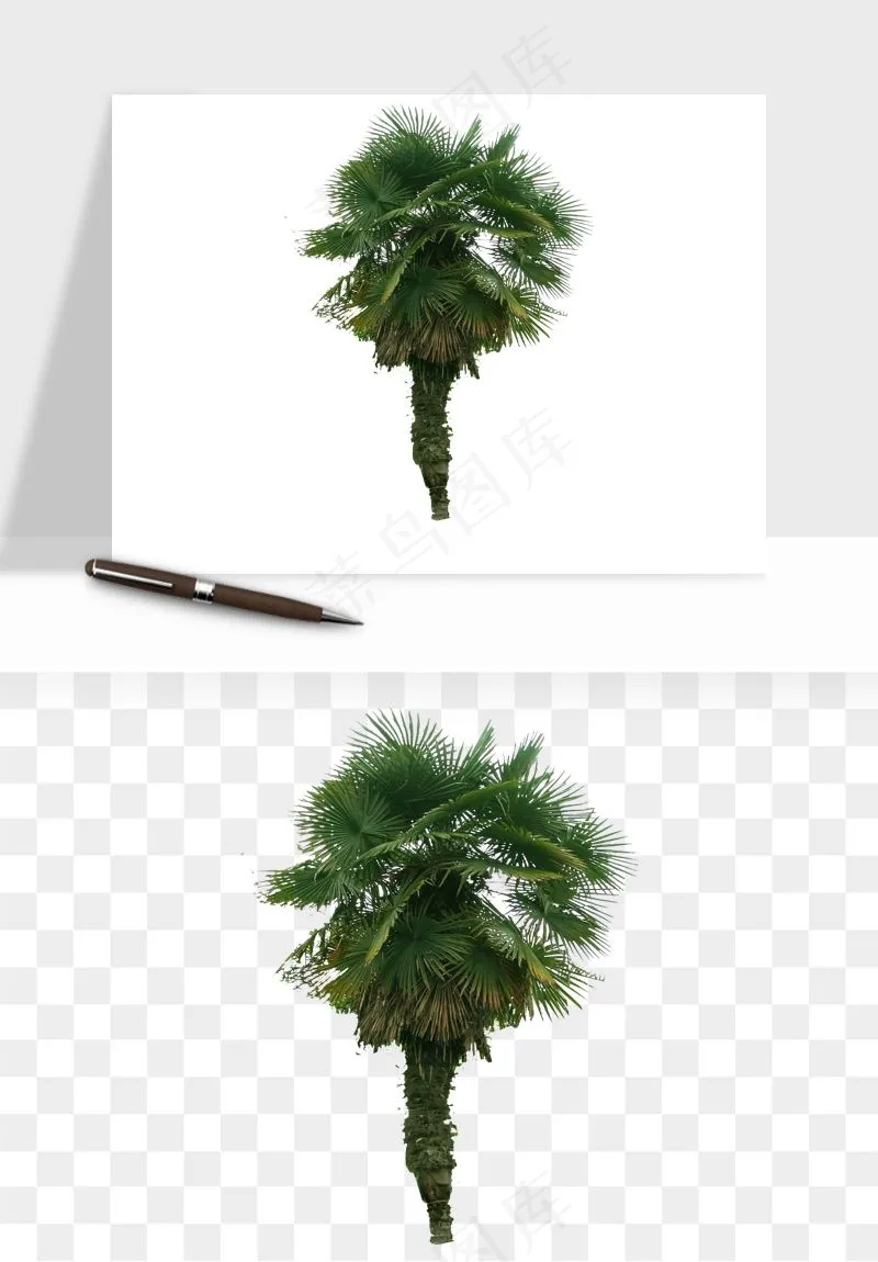 棕榈树椰树png免抠