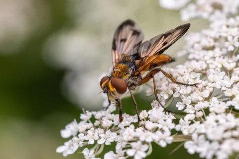 花间舞者：彩色斑斓的授粉昆虫