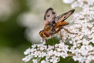 花间舞者：彩色斑斓的授粉昆虫