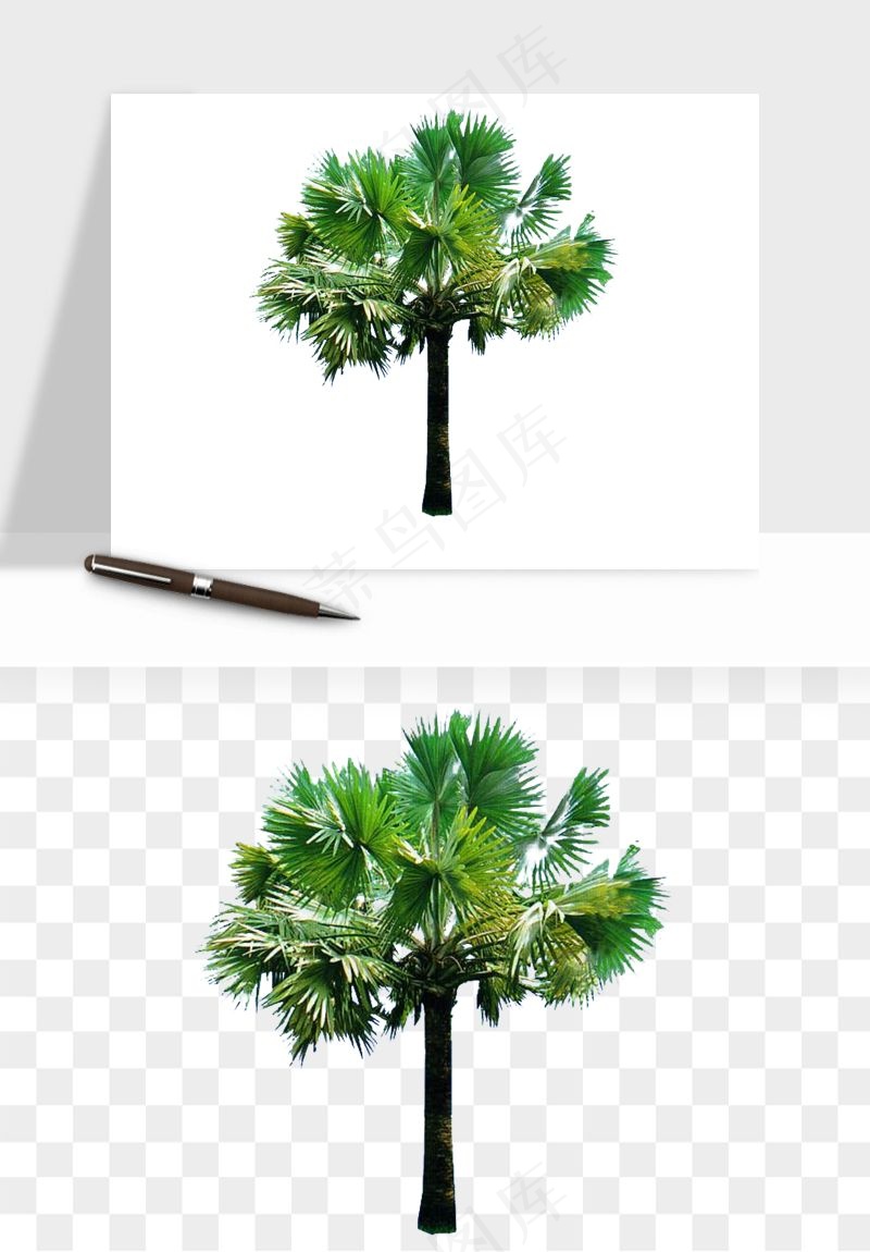 棕榈树椰树png免抠