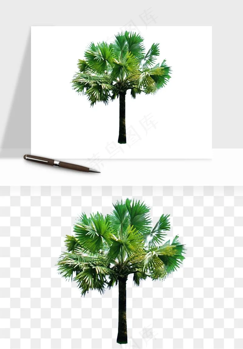 棕榈树椰树png免抠