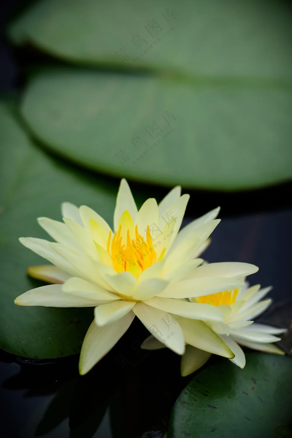 水中盛开的淡雅睡莲图片