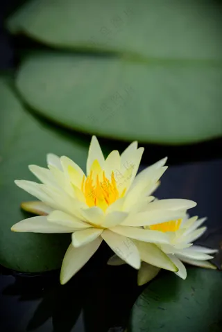 水中盛开的淡雅睡莲图片