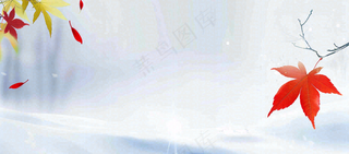 冬季白雪飘落红色枫叶雪花小寒大寒小雪立冬背景