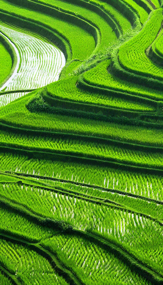 中国梯田绿色水稻小满劳动节摄影图