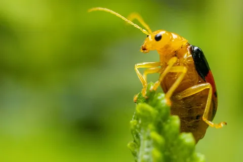翠绿草尖上的金黄精灵