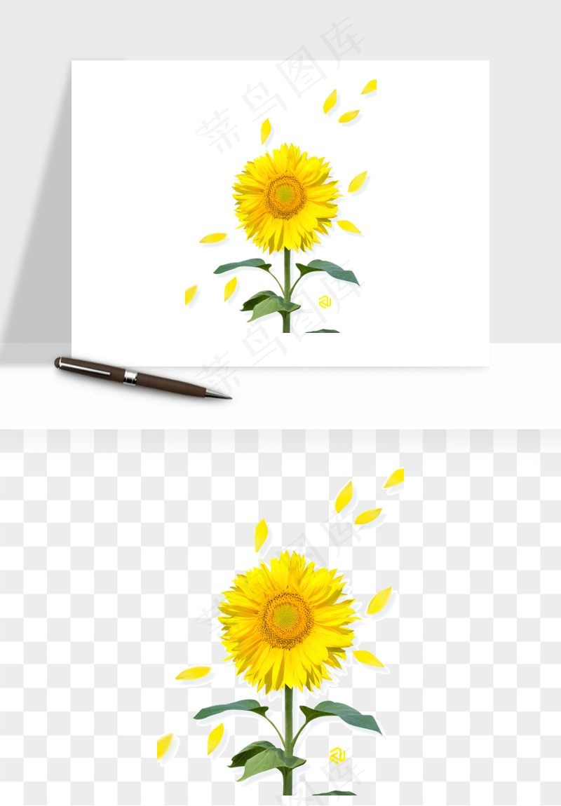 向日葵太阳花卉png免抠