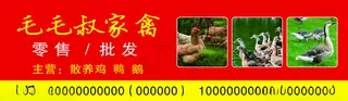 家禽鸡鸭鲜海报养殖其他