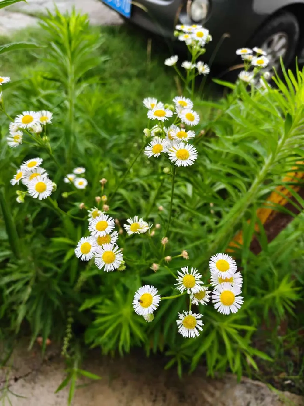 近距离拍摄的小雏菊