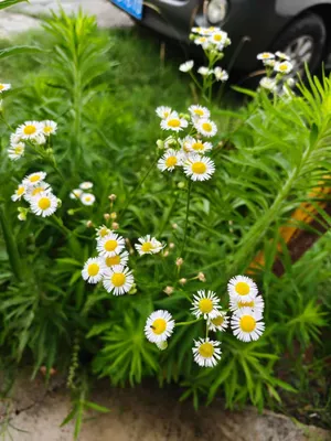 近距离拍摄的小雏菊
