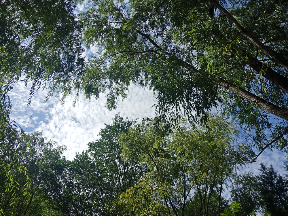  青山 绿野 