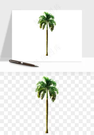 棕榈树椰树png免抠