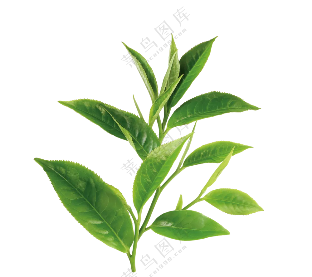 从茶树上摘下来的茶叶免抠图片素材