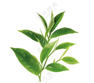 从茶树上摘下来的茶叶免抠图片素材