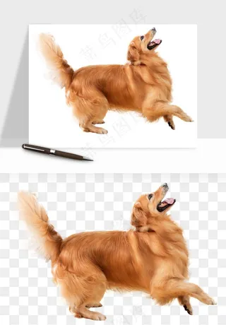 猫咪喵星人狗狗宠物元素png免抠