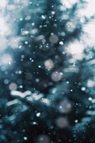 冬季下雪天寒冷树林松树小雪大雪小寒摄影图