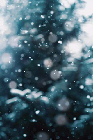 冬季下雪天寒冷树林松树小雪大雪小寒摄影图