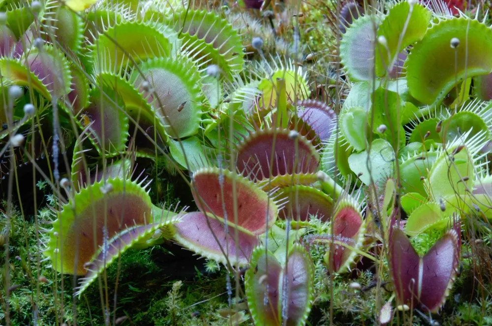 捕蝇草 捕蝇草盆栽 食虫植物 食苍草