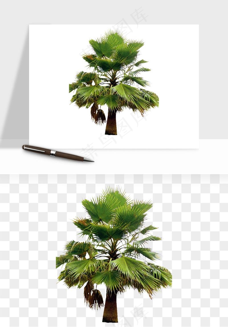 棕榈树椰树png免抠