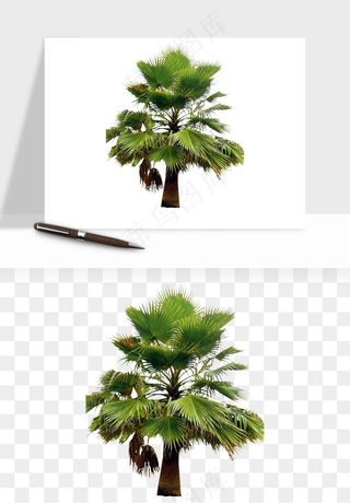 棕榈树椰树png免抠