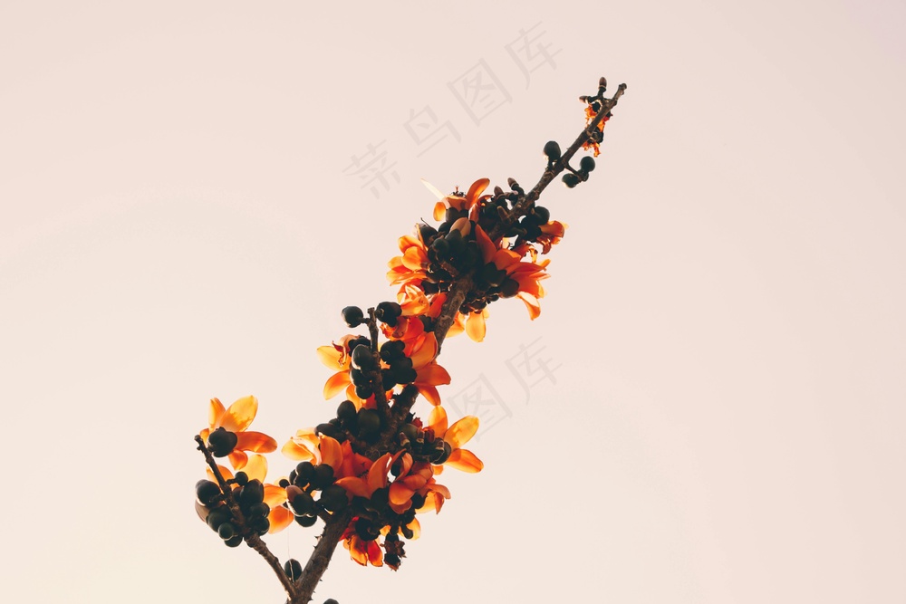 暮色中的孤独花枝