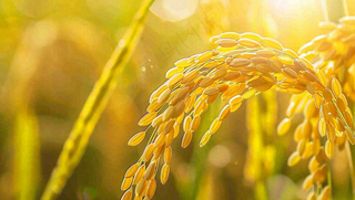 稻田稻谷稻穗粮食收成小满芒种世界粮食日摄影图