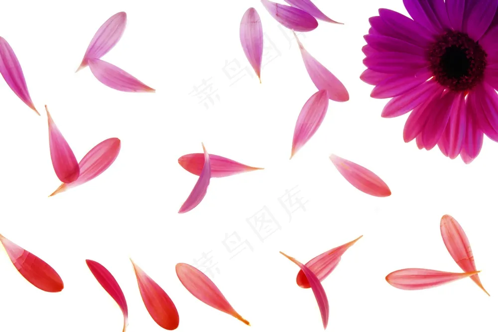 花影轻舞，梦幻飘零