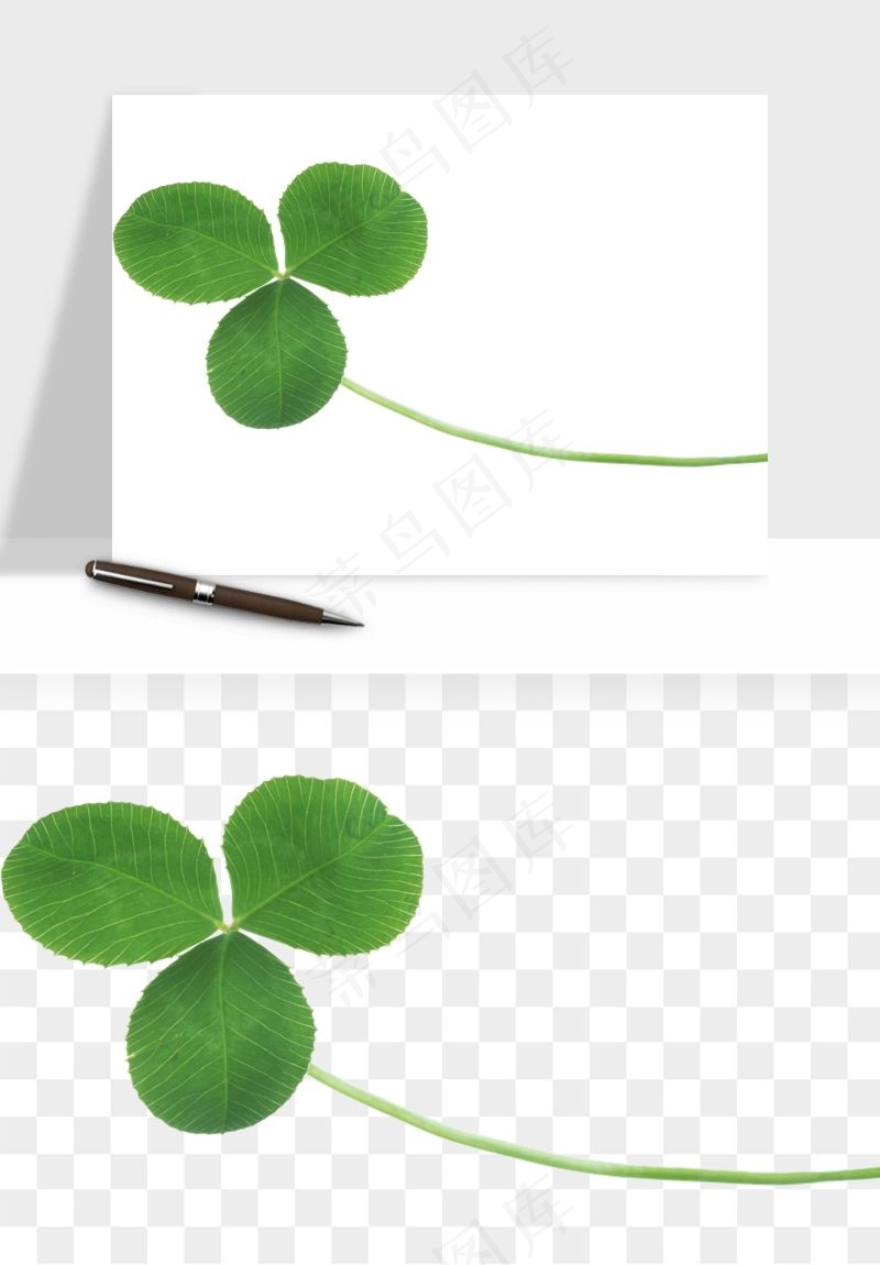 手绘四叶草幸运植物png免抠
