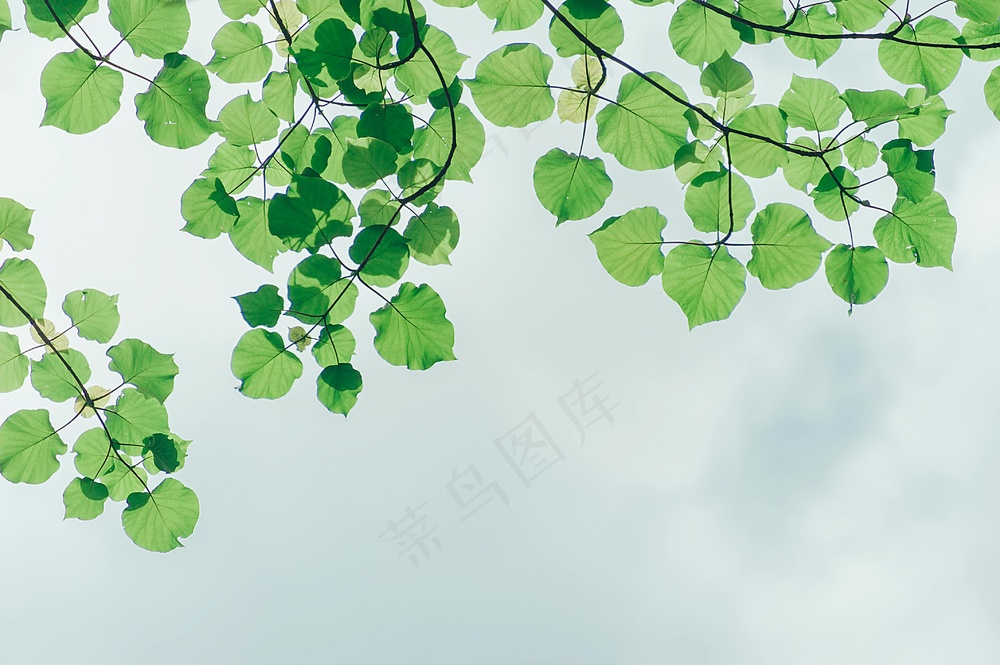 绿韵锯齿自然纪实