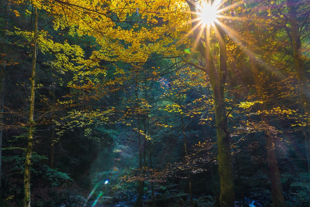 夏末立秋下的森林镜头