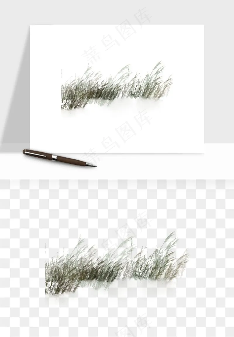 植物芦苇蒲苇香蒲png免抠