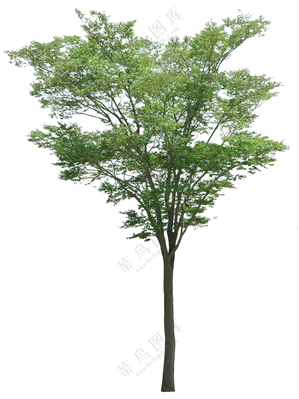 PNG免扣植物树木