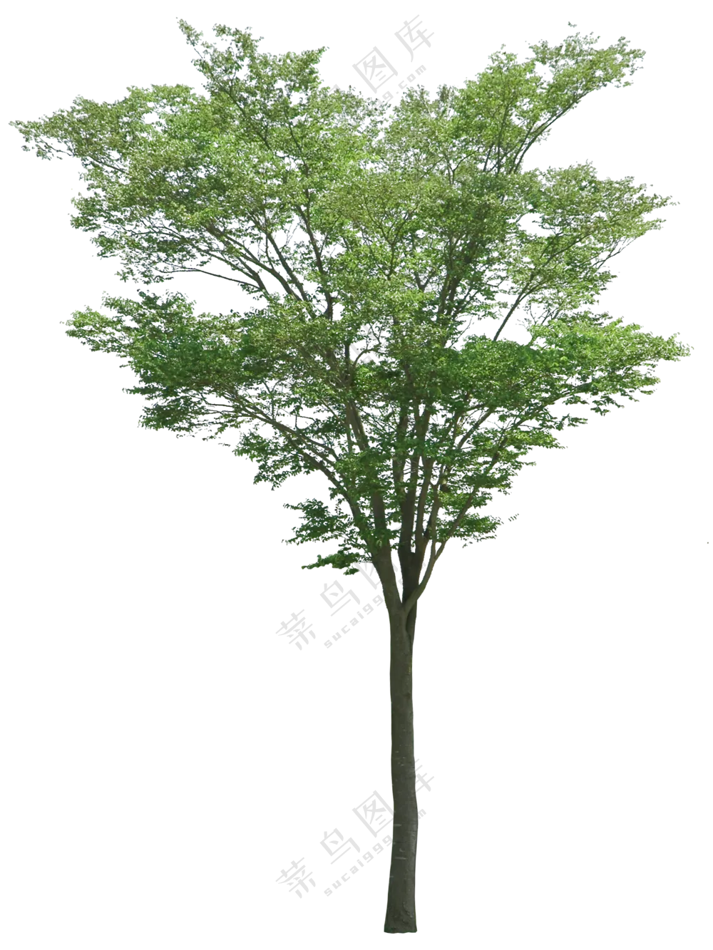 PNG免扣植物树木