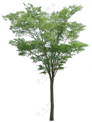 PNG免扣植物树木