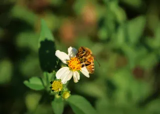 自然乐章：蜜蜂与花的黄色交响曲