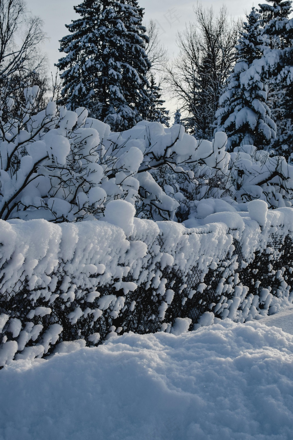 雪后的宁静森林