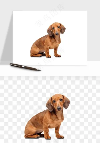 猫咪喵星人狗狗宠物元素png免抠