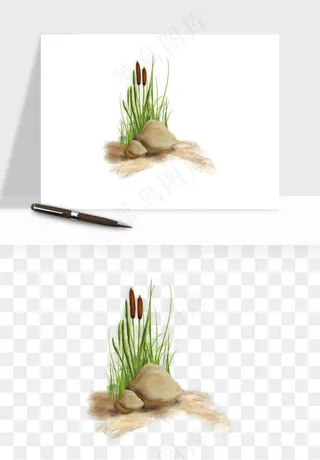 植物芦苇蒲苇香蒲png免抠