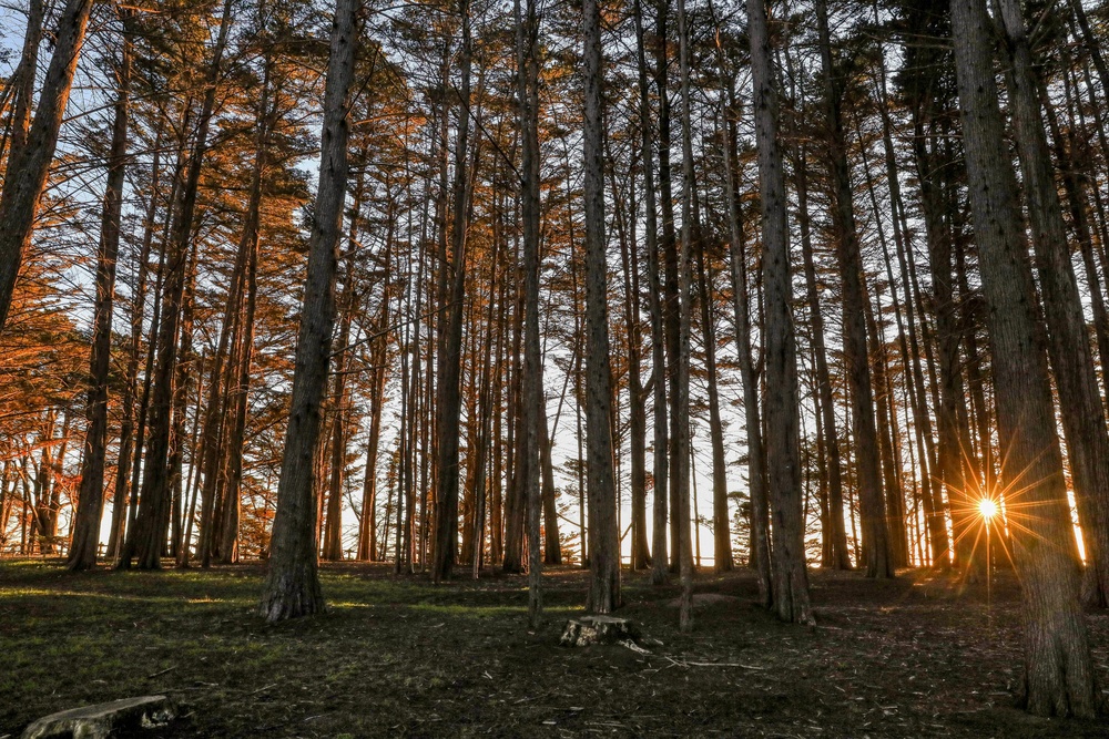 森林晨光：暖色调的自然美景