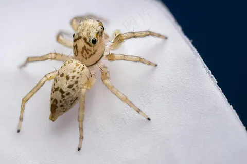 白色花瓣上的金线园蛛 白色花瓣上的金线园蛛