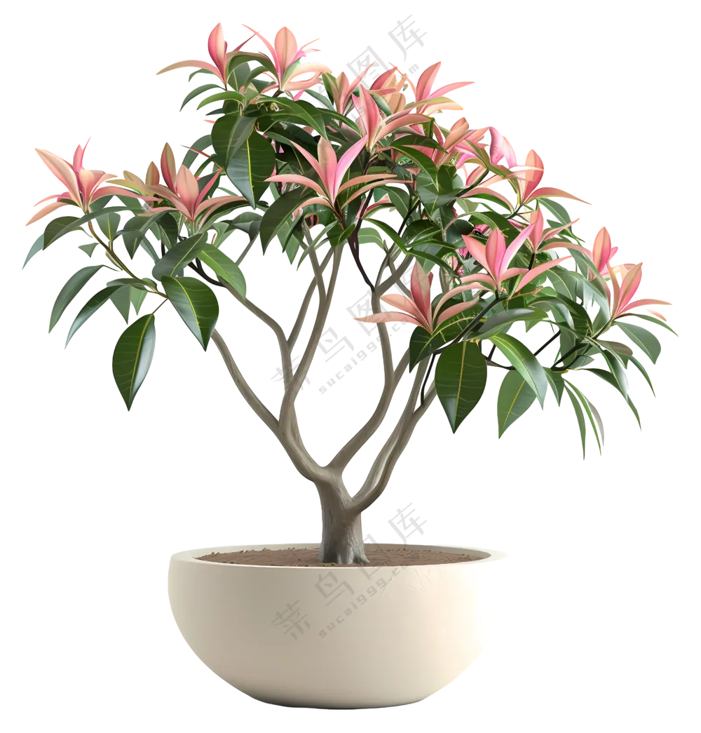 盆栽开花植物-室内盆栽植物