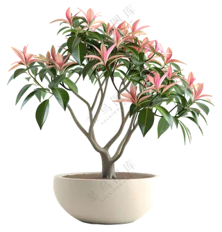 盆栽开花植物-室内盆栽植物