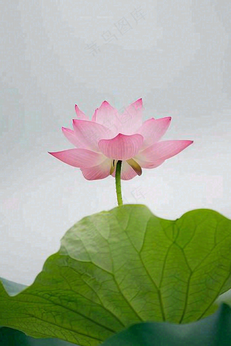 夏日荷花荷叶夏至小暑大暑摄影图