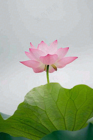 夏日荷花荷叶夏至小暑大暑摄影图