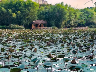 公园荷花池荷叶