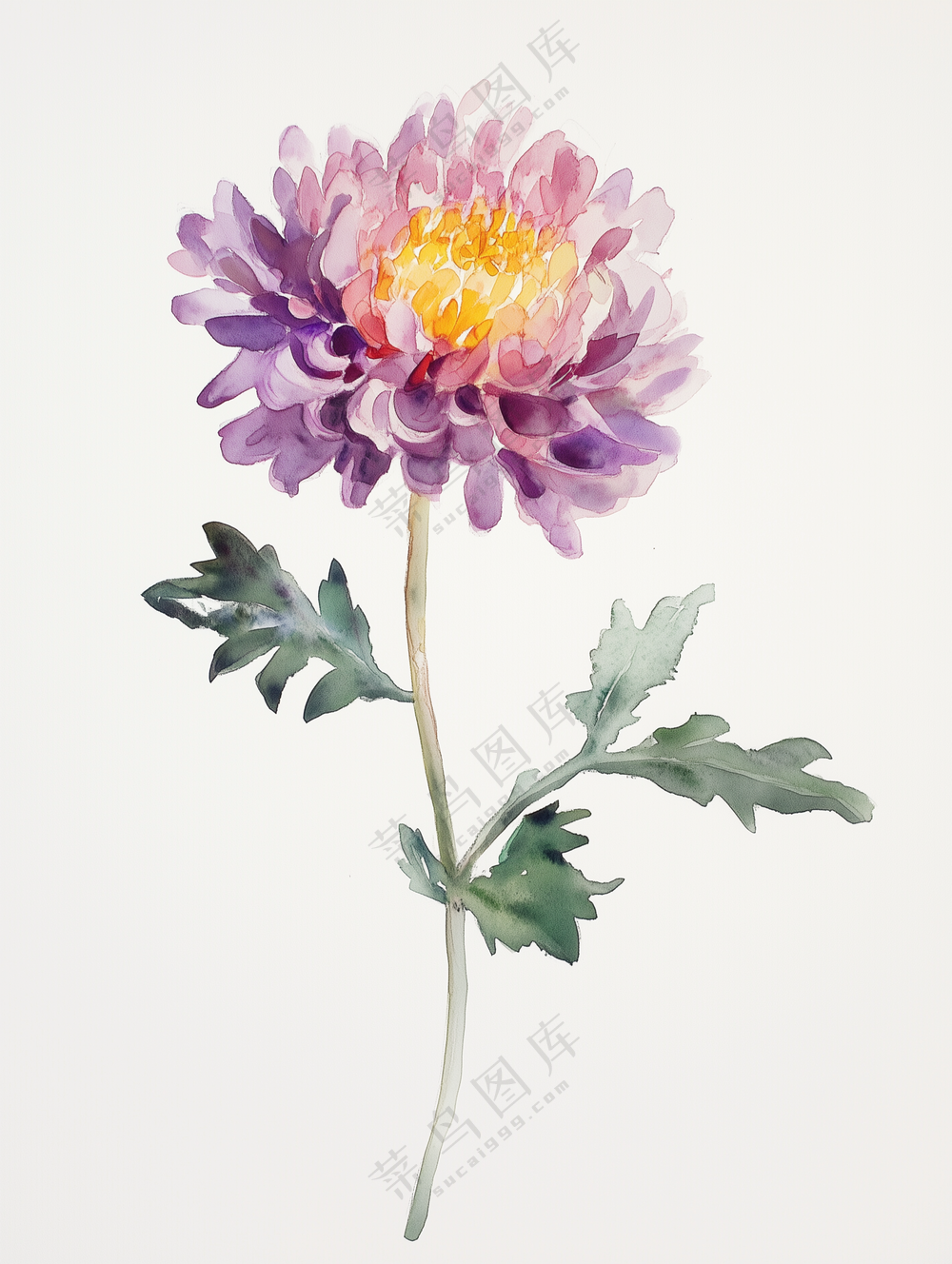 水彩花卉插画