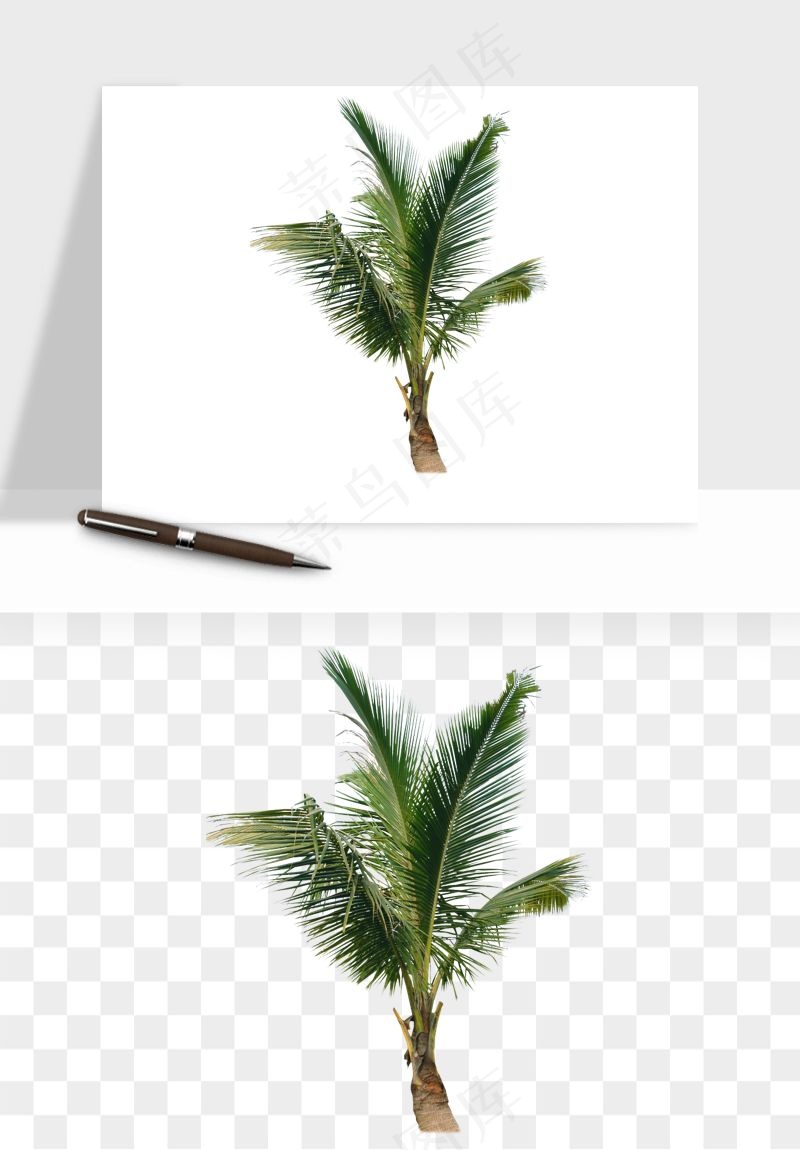 棕榈树椰树png免抠