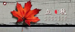 立秋公众号首图