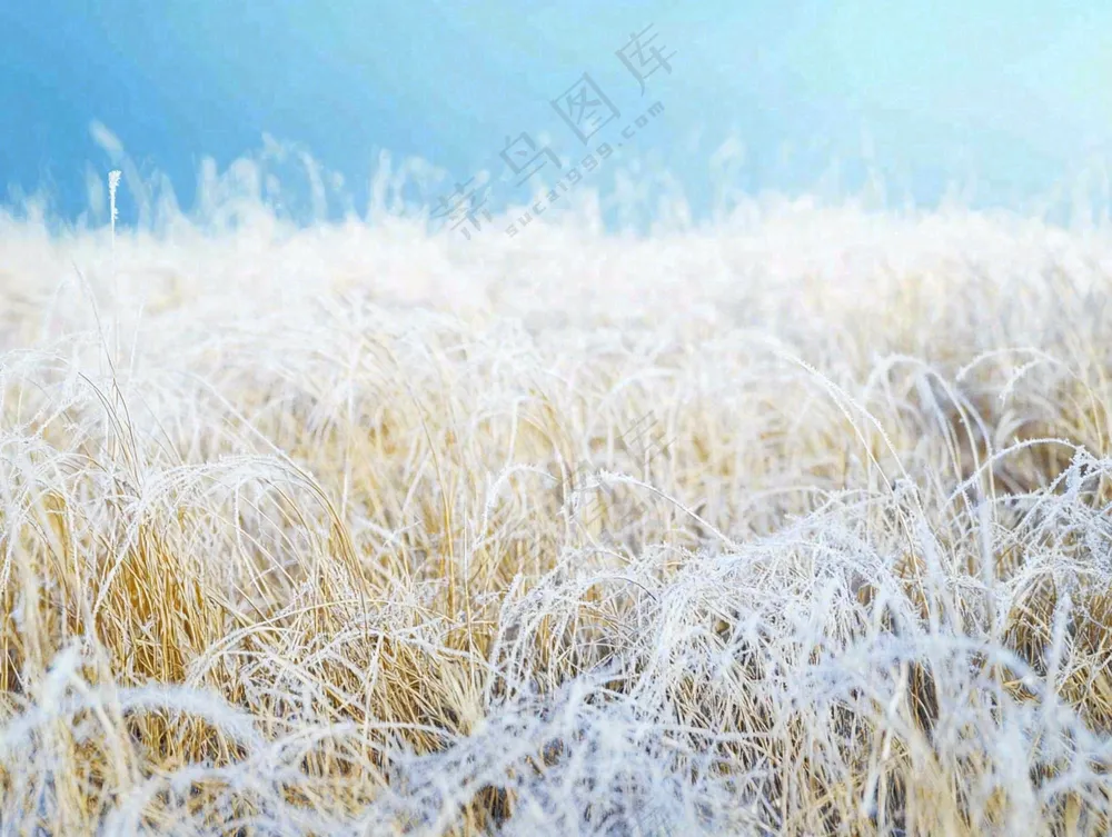 霜降白霜草地上的茅草芦苇摄影图